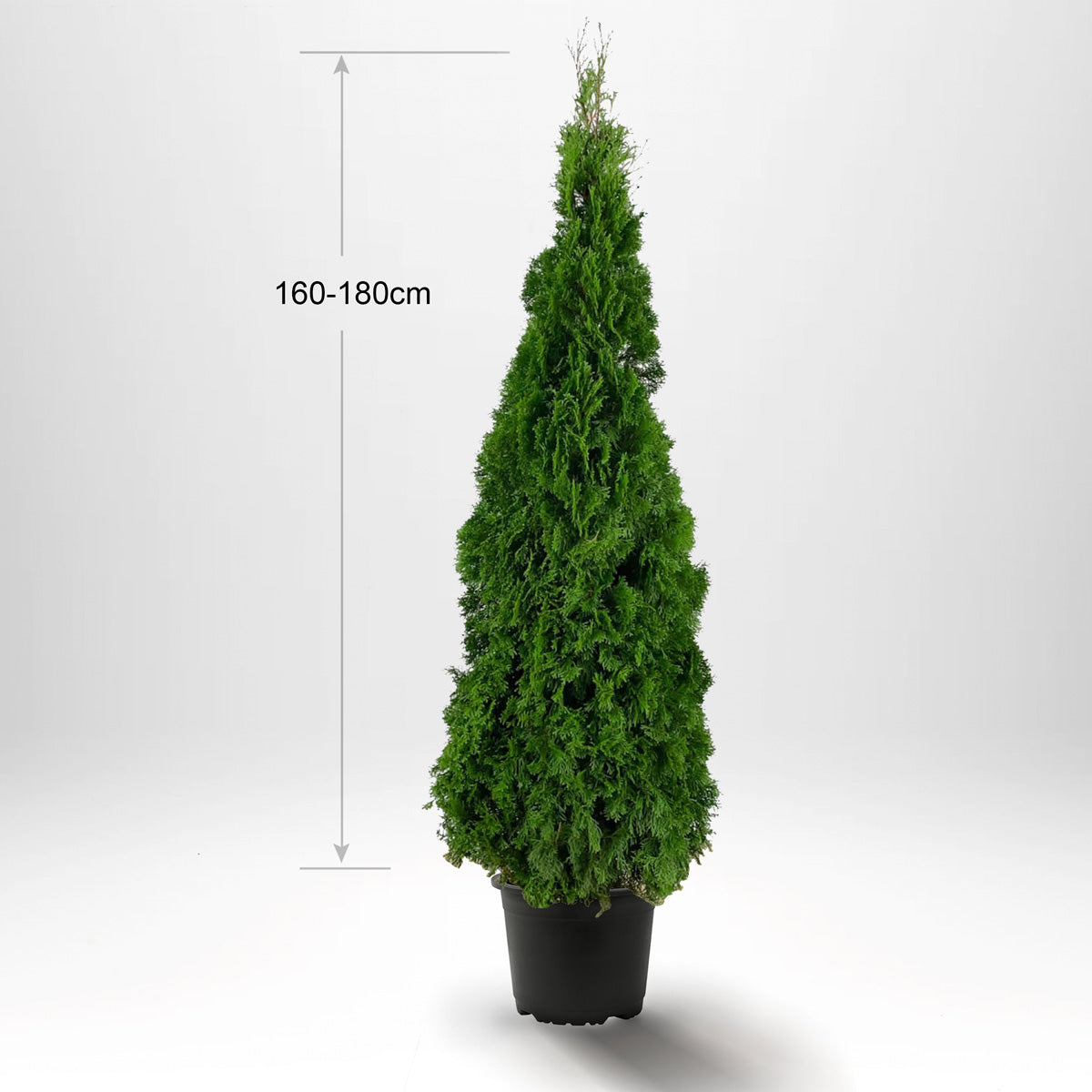 Thuja Smaragd 160-180 cm, Pottedyrket 12L, Kvalitet: Landscape Quality